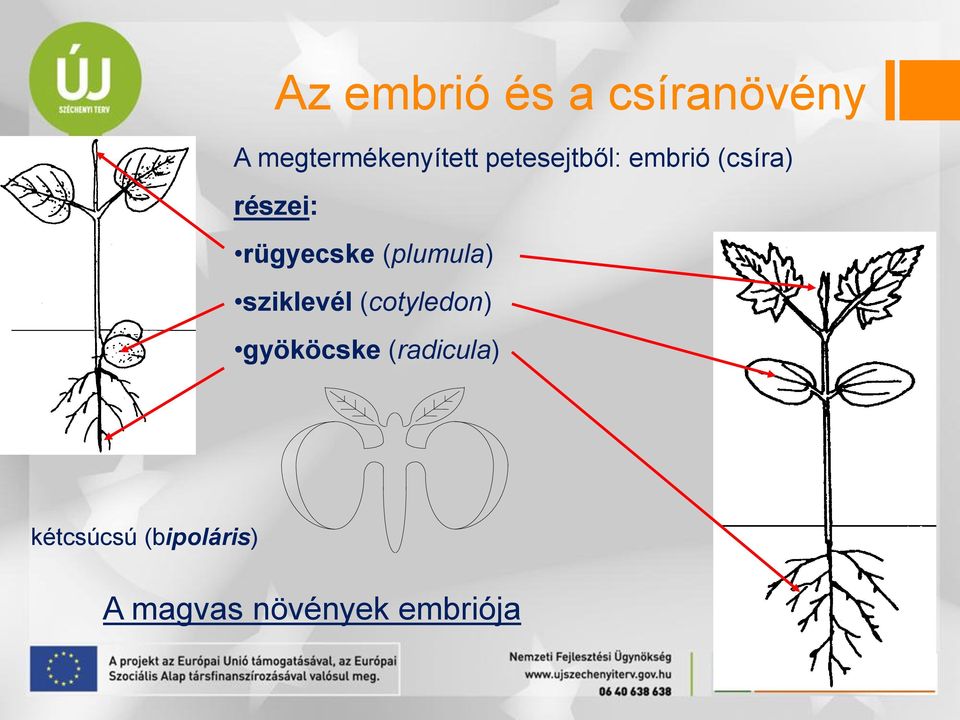 (plumula) sziklevél (cotyledon) gyököcske