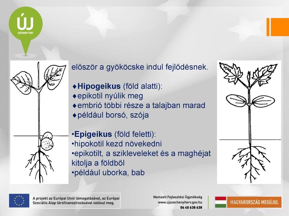 talajban marad például borsó, szója Epigeikus (föld feletti):