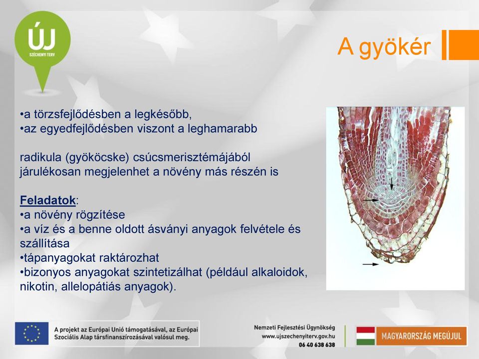 növény rögzítése a víz és a benne oldott ásványi anyagok felvétele és szállítása tápanyagokat