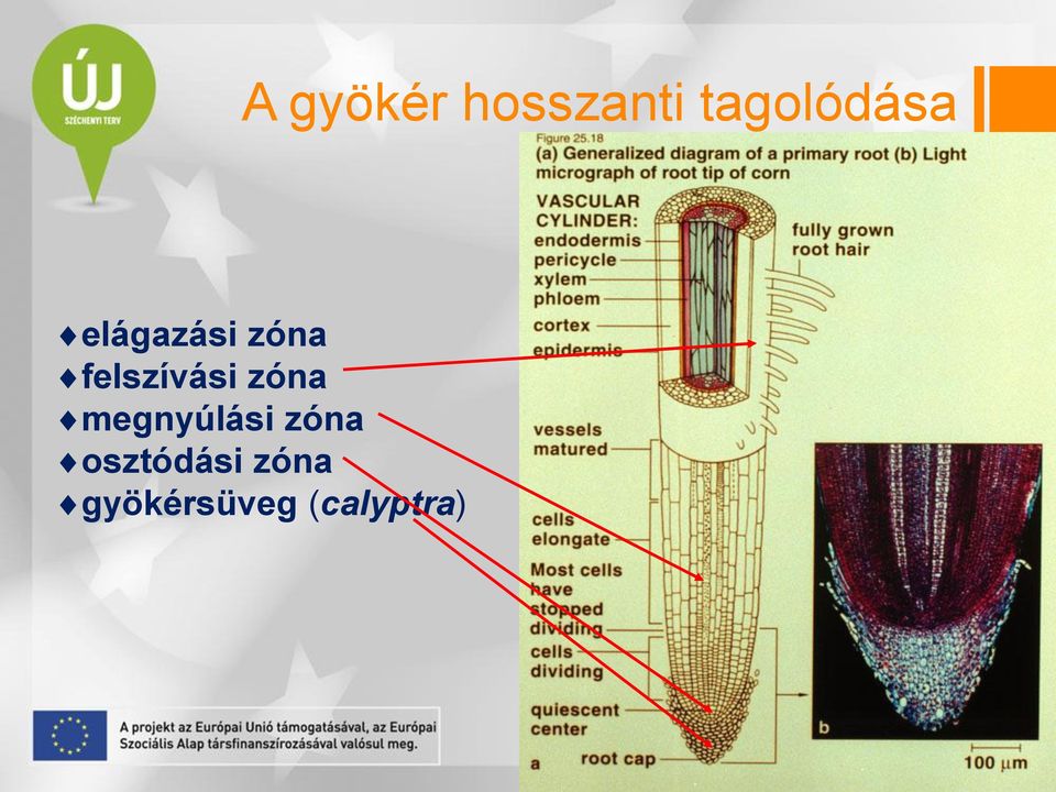 felszívási zóna megnyúlási