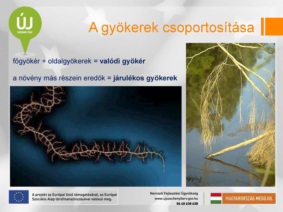 valódi gyökér a növény más