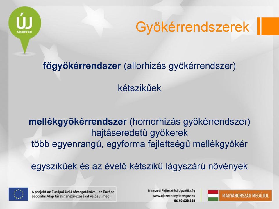 hajtáseredetű gyökerek több egyenrangú, egyforma fejlettségű