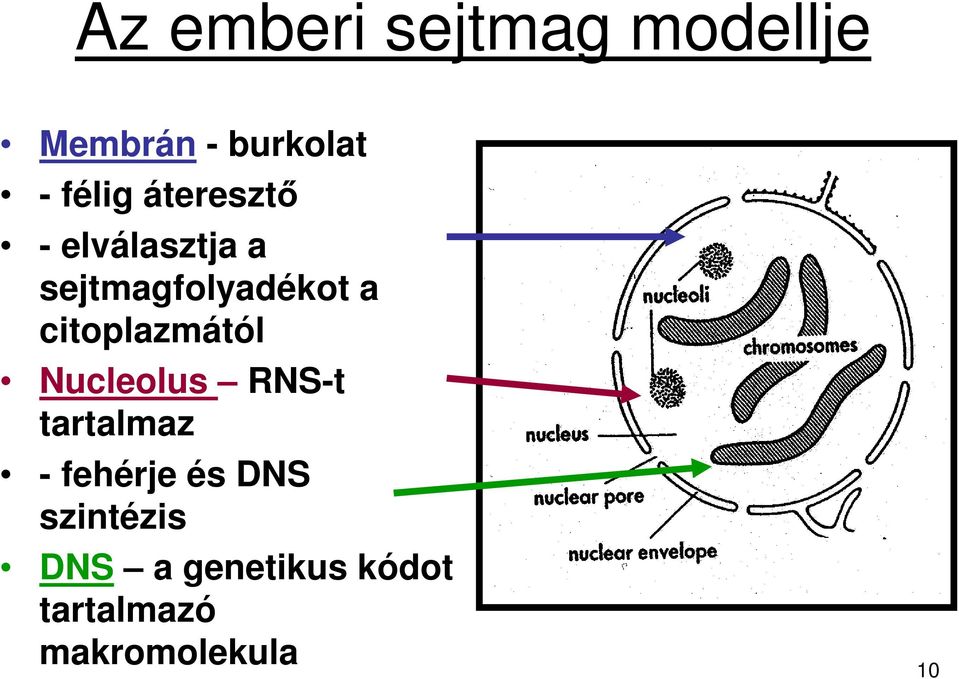 citoplazmától Nucleolus RNS-t tartalmaz - fehérje és