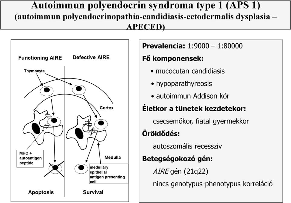 antigen presenting cell Survival Fő komponensek: mucocutan candidiasis hypoparathyreosis autoimmun Addison kór Életkor a tünetek