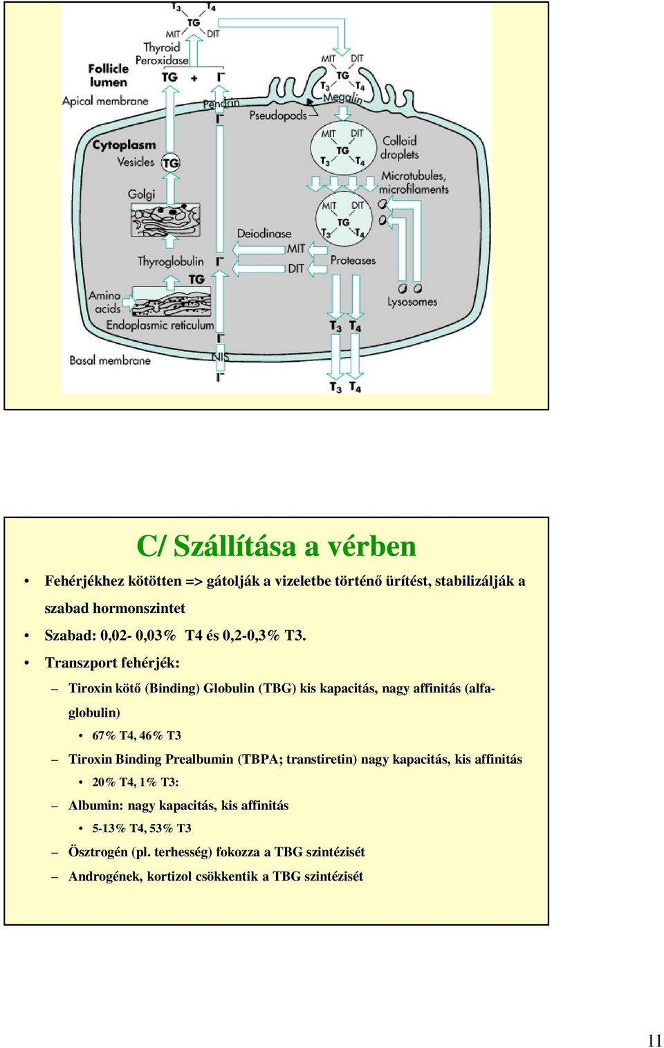 Transzport fehérjék: Tiroxin kötő (Binding) Globulin (TBG) kis kapacitás, nagy affinitás (alfaglobulin) 67% T4, 46% T3 Tiroxin