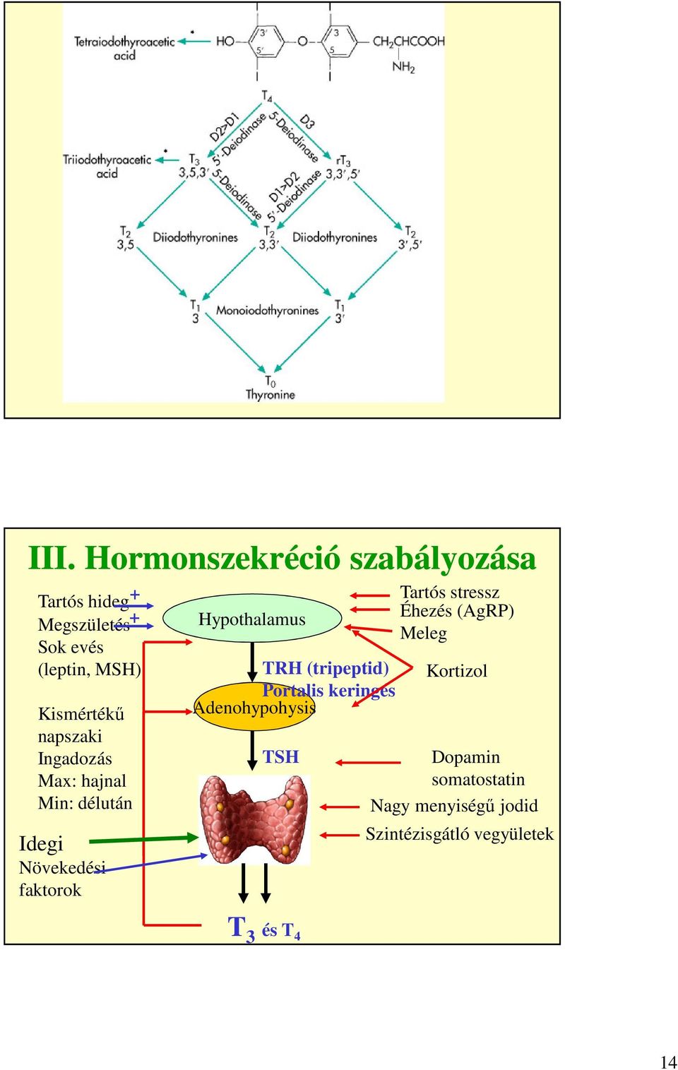 Hypothalamus TRH (tripeptid) Portalis keringés Adenohypohysis TSH T 3 és T 4 Tartós