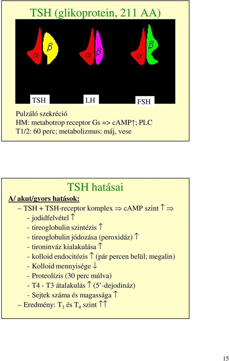 tireoglobulin jódozása (peroxidáz) - tironinváz kialakulása - kolloid endocitózis (pár percen belül; megalin) - Kolloid