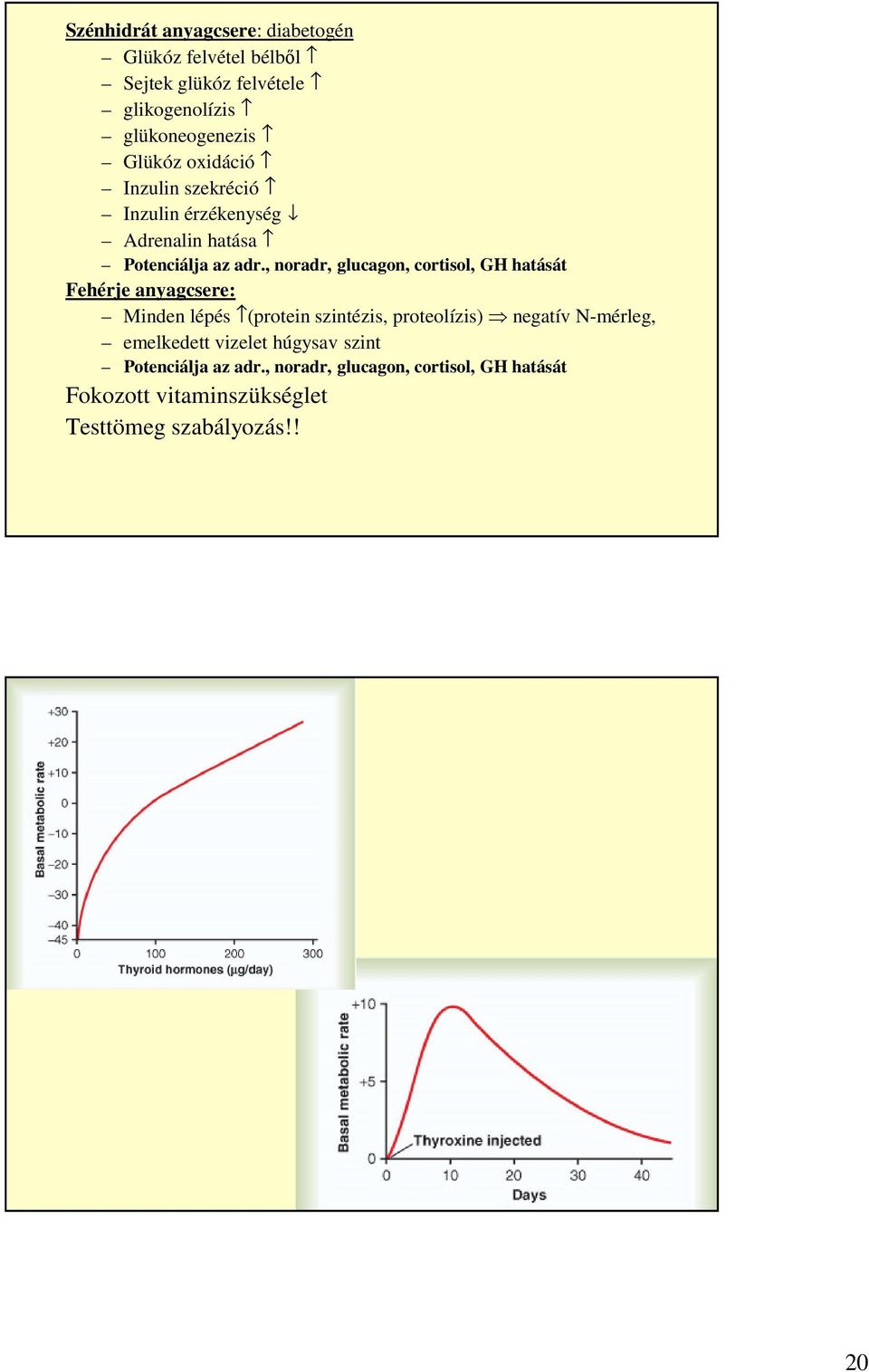 , noradr, glucagon, cortisol, GH hatását Fehérje anyagcsere: Minden lépés (protein szintézis, proteolízis) negatív