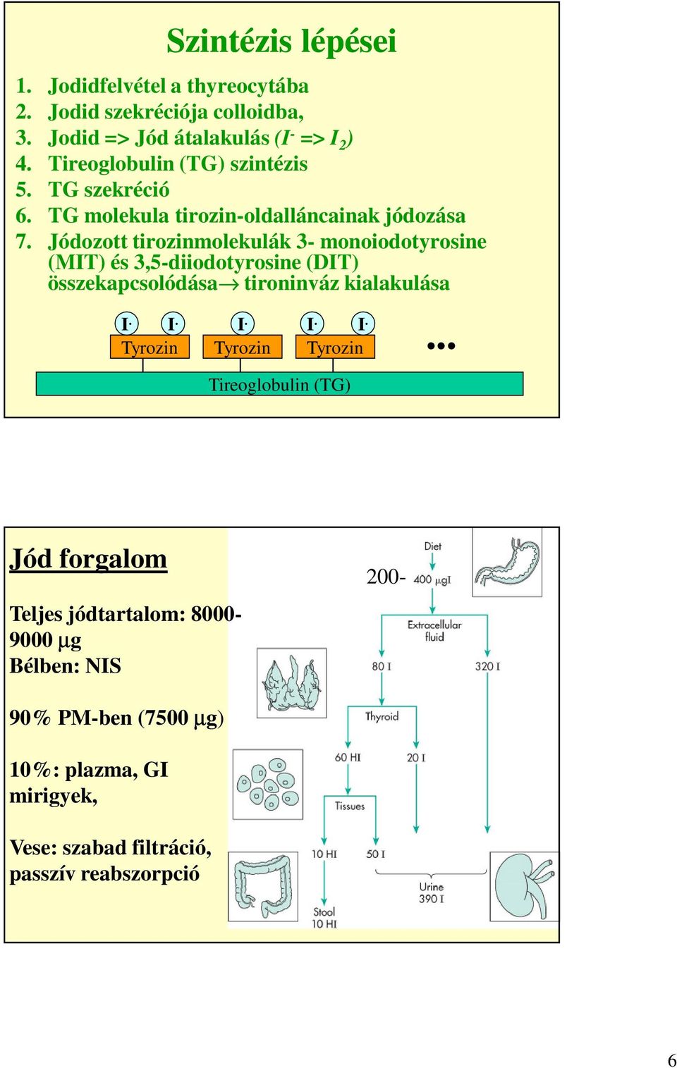 Jódozott tirozinmolekulák 3- monoiodotyrosine (MIT) és 3,5-diiodotyrosine (DIT) összekapcsolódása tironinváz kialakulása I.