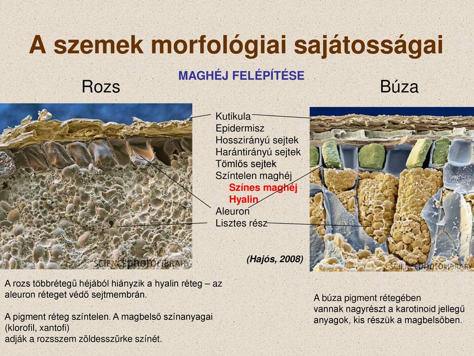hyalin réteg az aleuron réteget védő sejtmembrán. A pigment réteg színtelen.