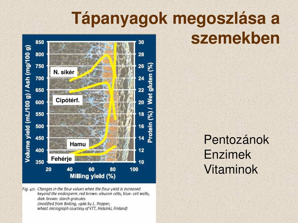 sikér Cipótérf.