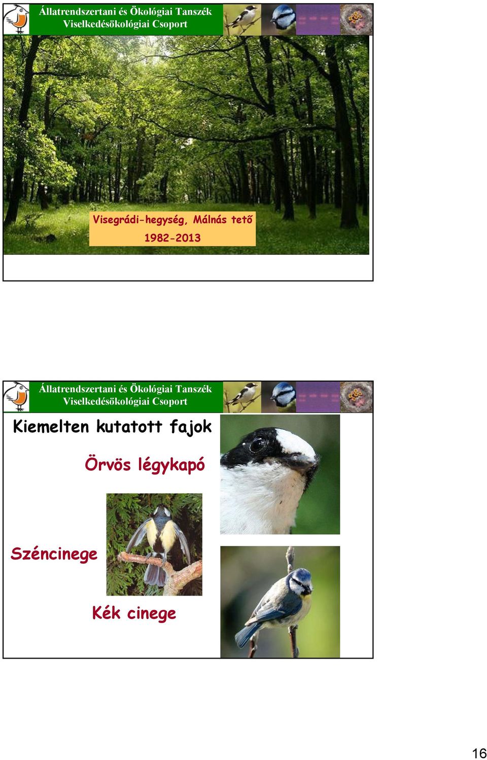 Kiemelten kutatott fajok Örvös légykapó Széncinege Kék