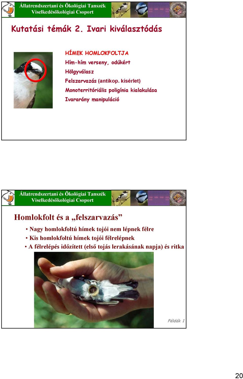 kísérlet) Monoterritóriális poligínia kialakulása Ivararány manipuláció Állatrendszertani és Ökológiai Tanszék