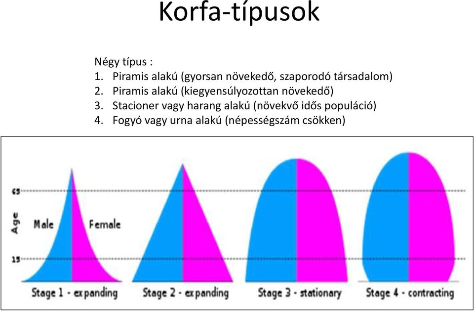 Piramis alakú (kiegyensúlyozottan növekedő) 3.