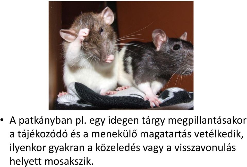 tájékozódó és a menekülő magatartás