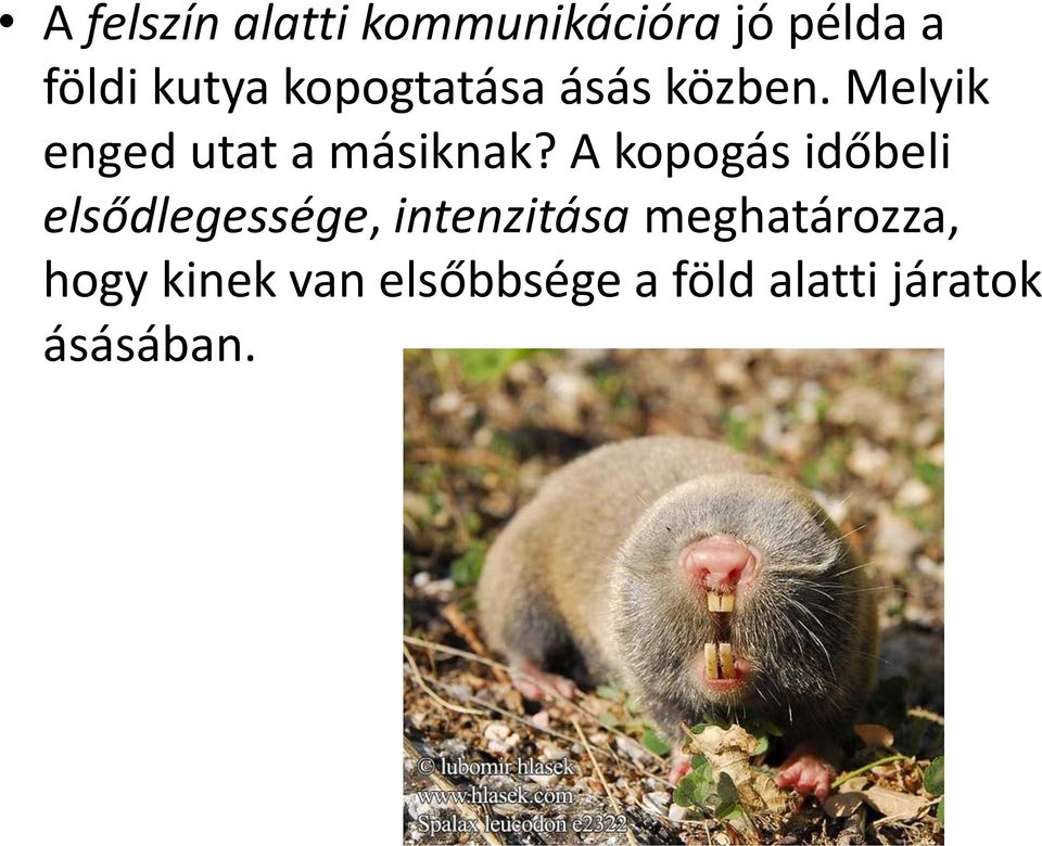 A kopogás időbeli elsődlegessége, intenzitása