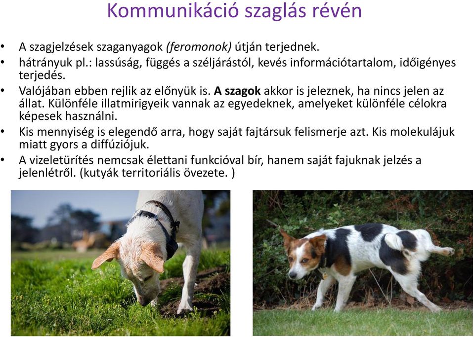 A szagok akkor is jeleznek, ha nincs jelen az állat. Különféle illatmirigyeik vannak az egyedeknek, amelyeket különféle célokra képesek használni.