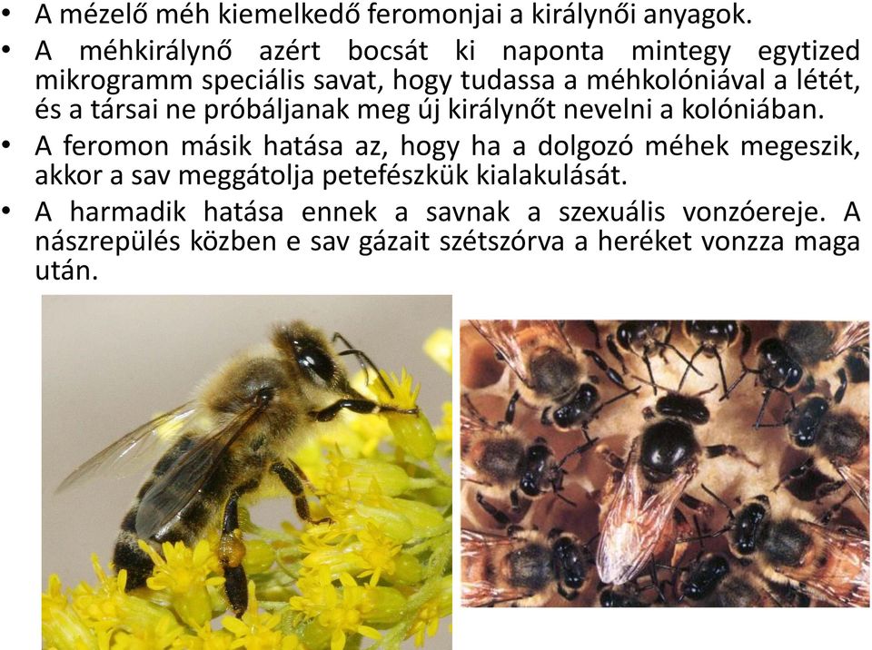 és a társai ne próbáljanak meg új királynőt nevelni a kolóniában.