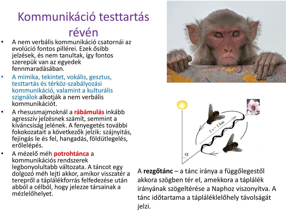 A rhesusmajmoknál a rábámulás inkább agresszív jelzésnek számít, semmint a kíváncsiság jelének.