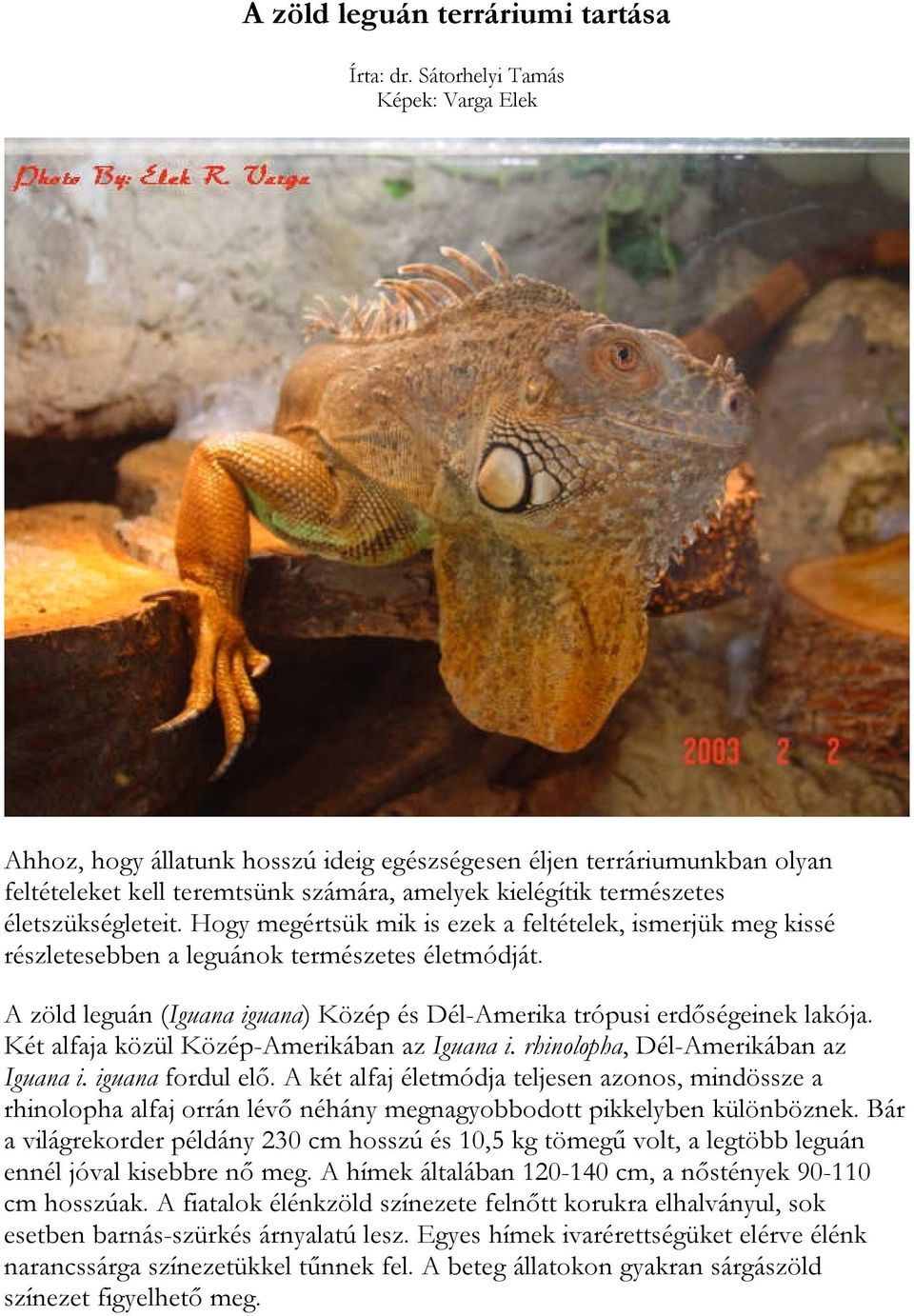 Hogy megértsük mik is ezek a feltételek, ismerjük meg kissé részletesebben a leguánok természetes életmódját. A zöld leguán (Iguana iguana) Közép és Dél-Amerika trópusi erdőségeinek lakója.