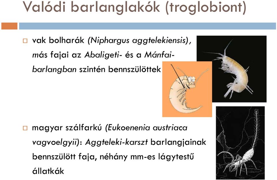 szintén bennszülöttek magyar szálfarkú (Eukoenenia austriaca