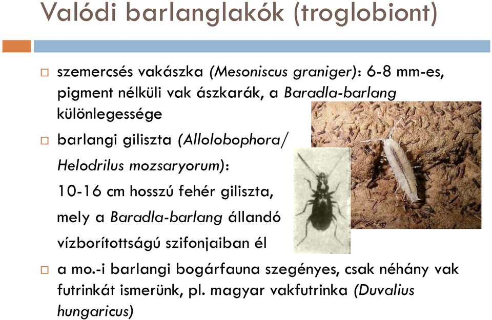 10-16 cm hosszú fehér giliszta, mely a Baradla-barlang állandó vízborítottságú szifonjaiban él a mo.