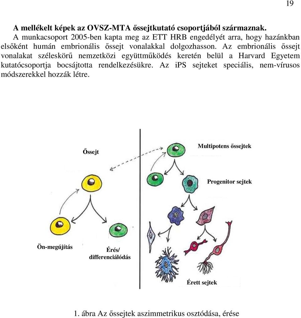 Az embrionális őssejt vonalakat széleskörű nemzetközi együttműködés keretén belül a Harvard Egyetem kutatócsoportja bocsájtotta