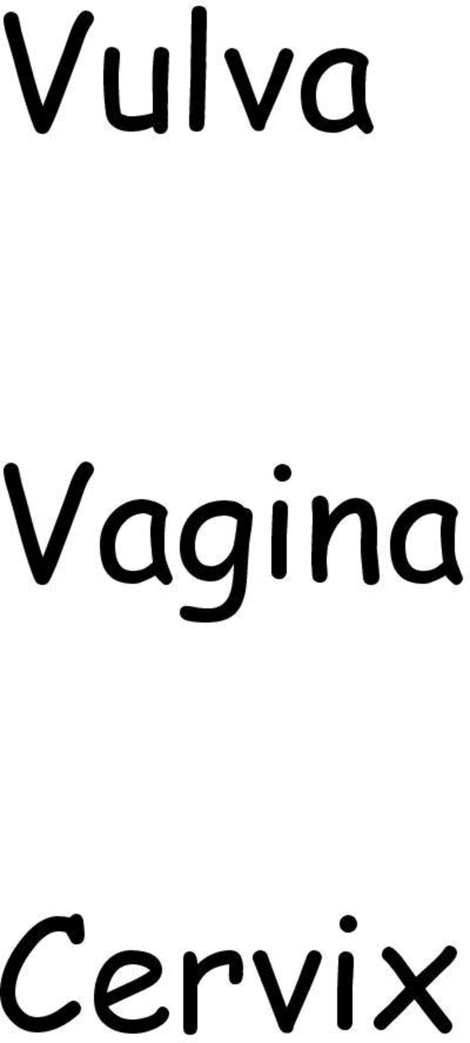 Cervix