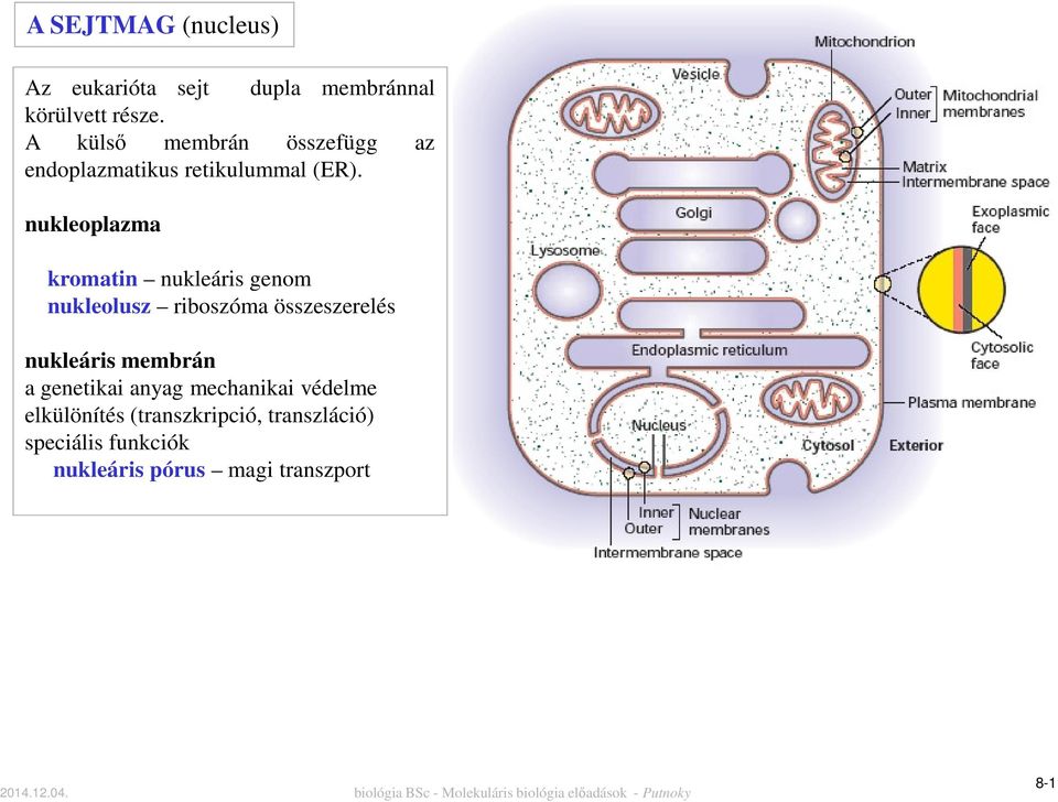 nukleoplazma kromatin nukleáris genom nukleolusz riboszóma összeszerelés nukleáris