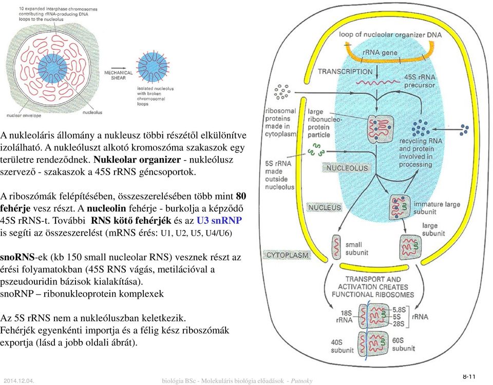 A nucleolin fehérje - burkolja a képződő 45S rrns-t.