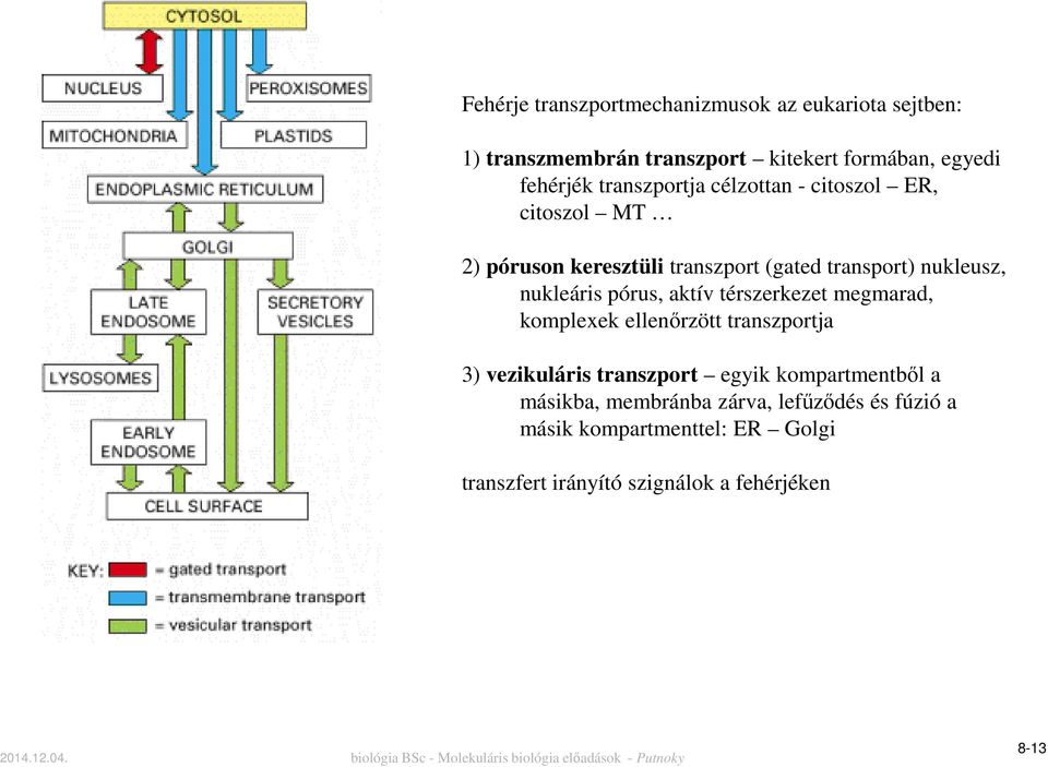 pórus, aktív térszerkezet megmarad, komplexek ellenőrzött transzportja 3) vezikuláris transzport egyik kompartmentből a