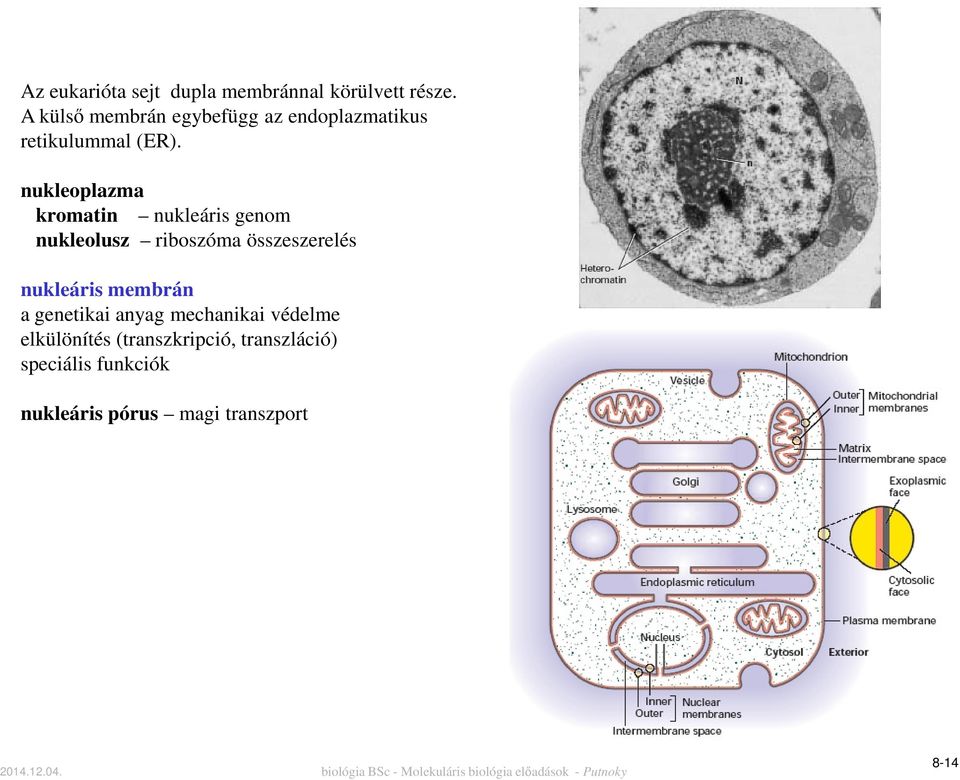 nukleoplazma kromatin nukleáris genom nukleolusz riboszóma összeszerelés nukleáris