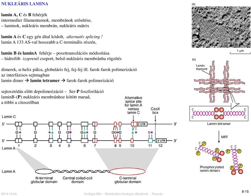 lamin A 133 AS-val hosszabb a C-terminális részén, lamin B és lamina fehérje poszttranszlációs módosítása hidrofób izoprenil csoport, belső nukleáris membránba