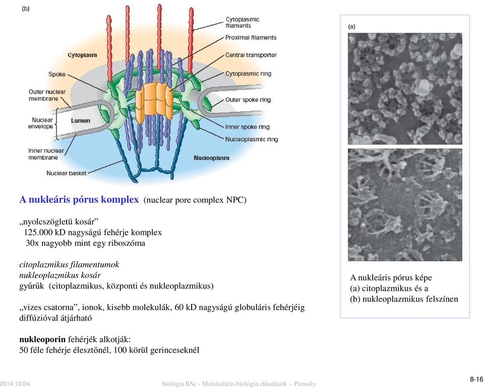 (citoplazmikus, központi és nukleoplazmikus) vizes csatorna, ionok, kisebb molekulák, 60 kd nagyságú globuláris fehérjéig