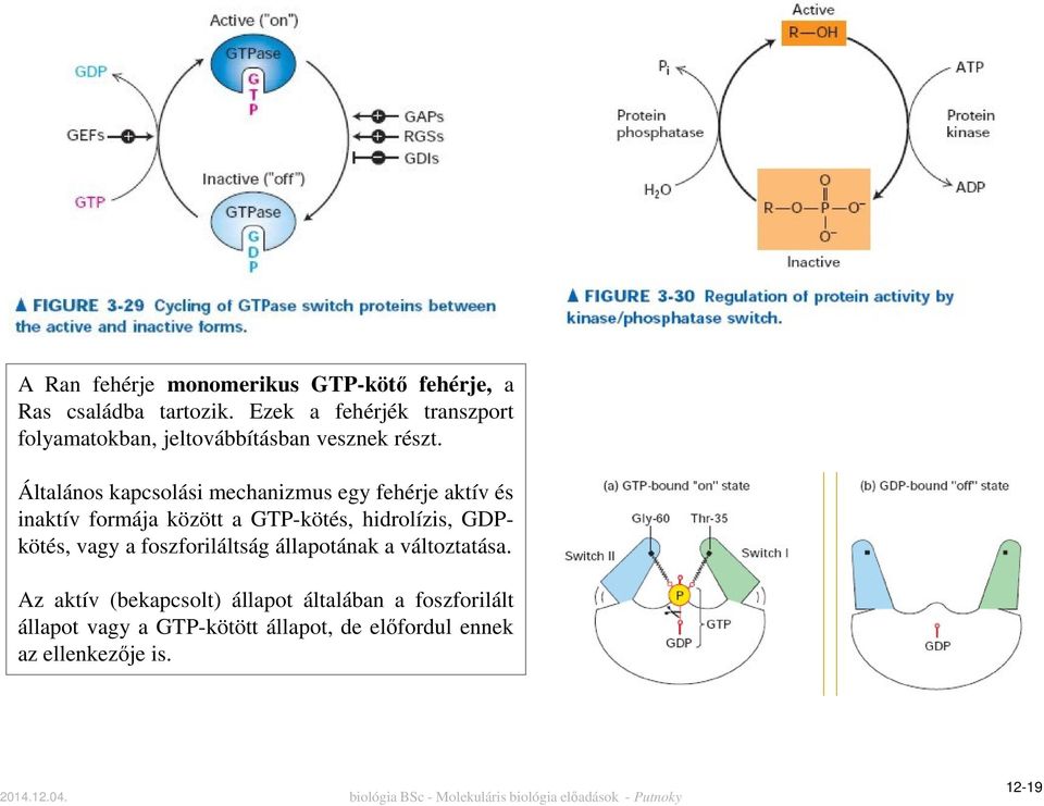 Általános kapcsolási mechanizmus egy fehérje aktív és inaktív formája között a GTP-kötés, hidrolízis,