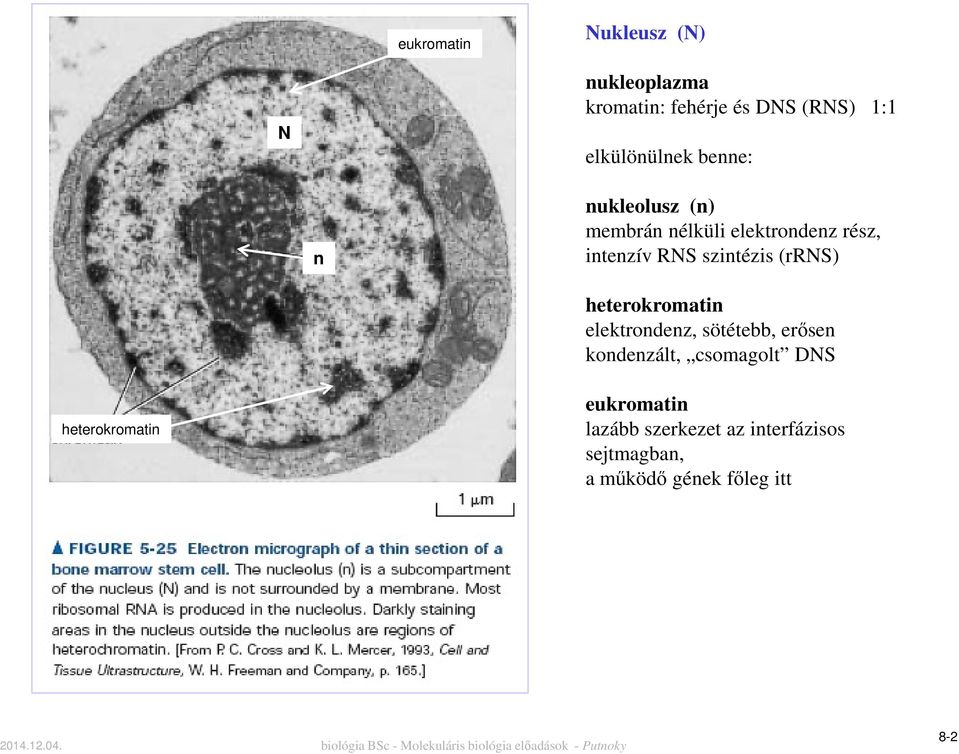 (rrns) heterokromatin elektrondenz, sötétebb, erősen kondenzált, csomagolt DNS