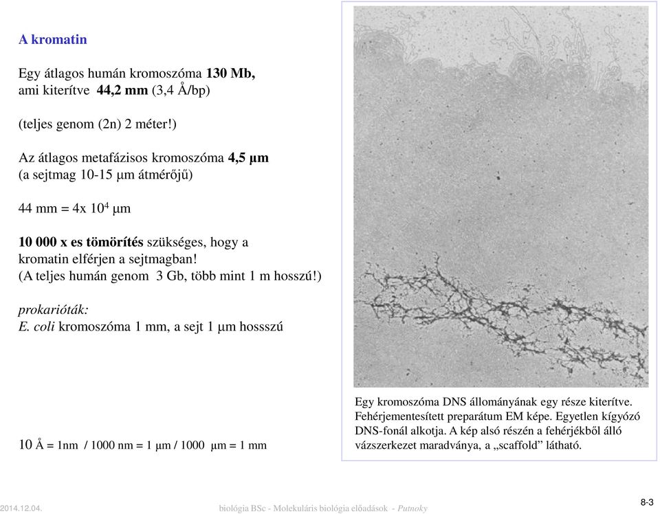 sejtmagban! (A teljes humán genom 3 Gb, több mint 1 m hosszú!) prokarióták: E.