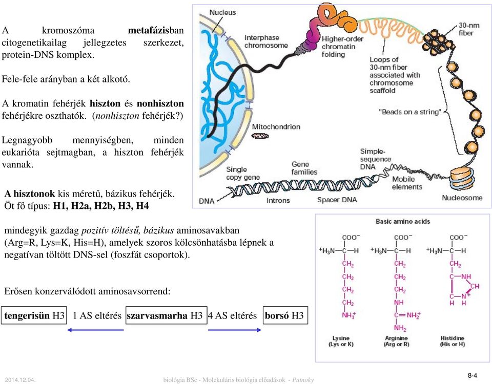 ) Legnagyobb mennyiségben, minden eukarióta sejtmagban, a hiszton fehérjék vannak. A hisztonok kis méretű, bázikus fehérjék.
