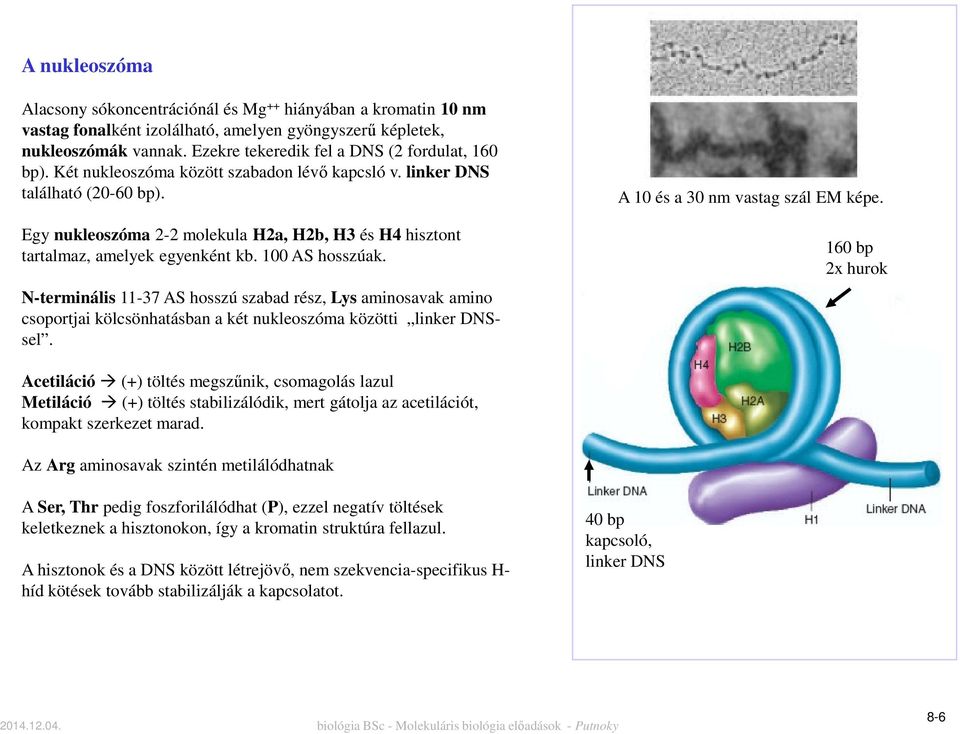Egy nukleoszóma 2-2 molekula H2a, H2b, H3 és H4 hisztont tartalmaz, amelyek egyenként kb. 100 AS hosszúak.
