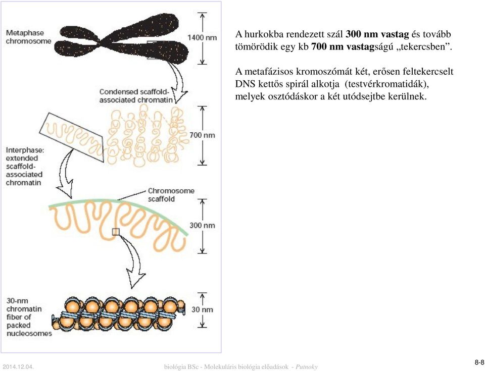 A metafázisos kromoszómát két, erősen feltekercselt DNS