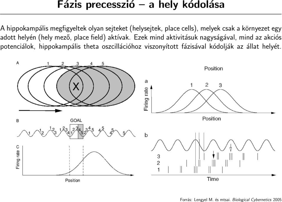 Ezek mind aktivitásuk nagyságával, mind az akciós potenciálok, hippokampális theta