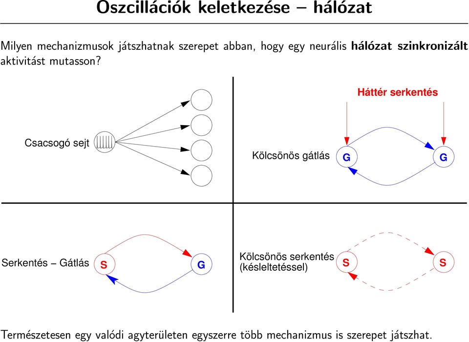 Háttér serkentés Csacsogó sejt Kölcsönös gátlás G G Serkentés Gátlás S G Kölcsönös