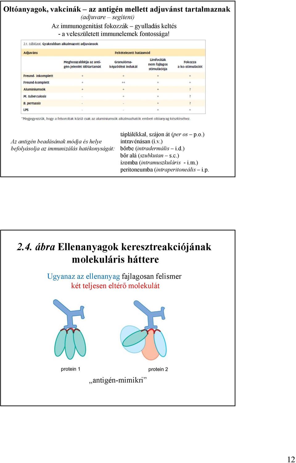 v.) bőrbe (intradermális i.d.) bőr alá (szubkutan s.c.) izomba (intramuszkuláris - i.m.) peritoneumba (intraperitoneális i.p. 2.4.