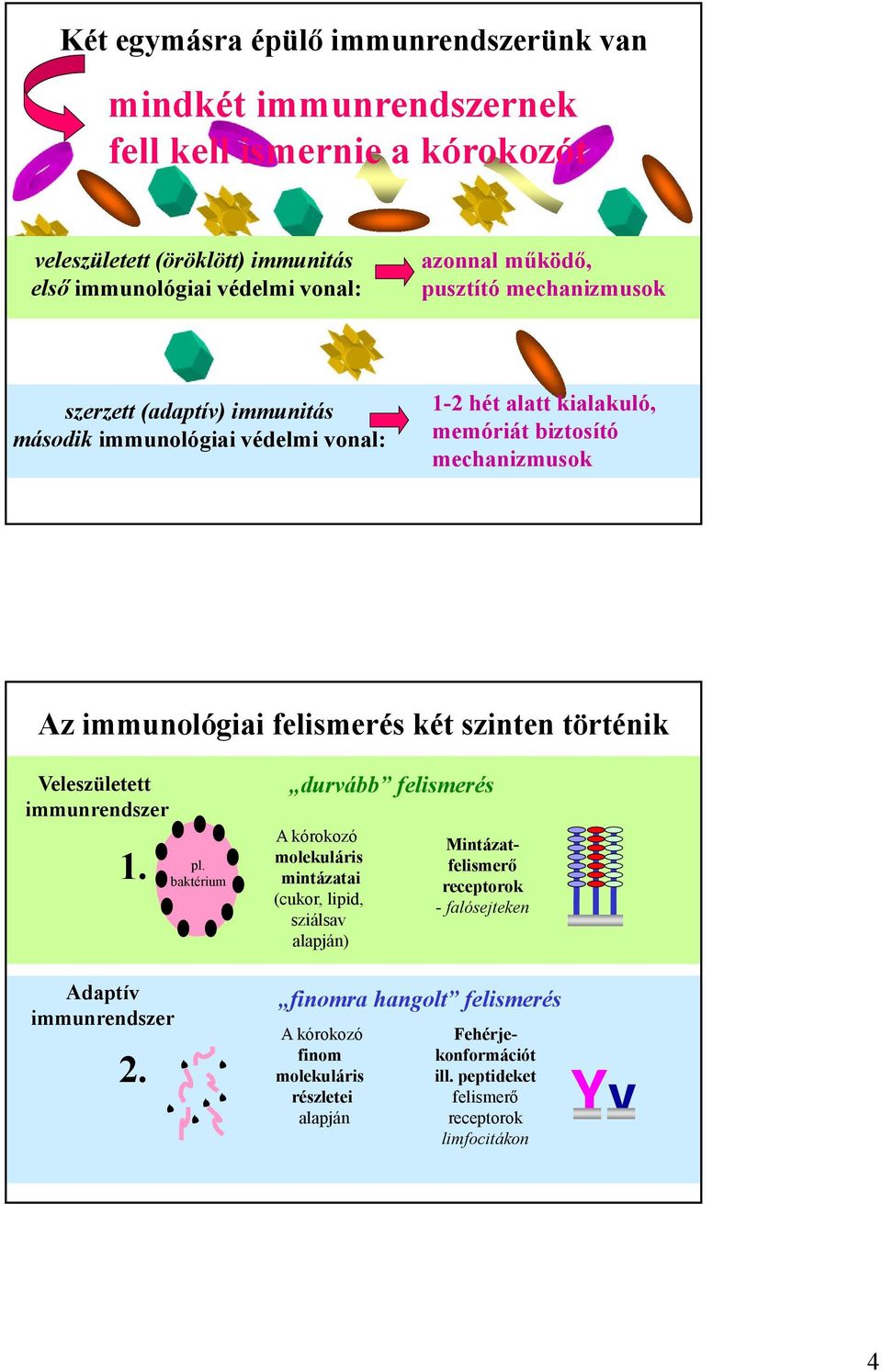 szinten történik Veleszületett immunrendszer 1. Adaptív immunrendszer 2. pl.