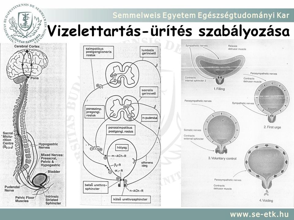 ritka vizeletürítés