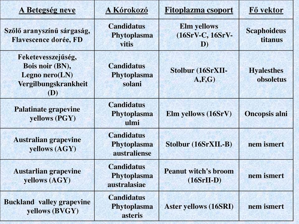 Candidatus Phytoplasma ulmi Elm yellows (16SrV) Oncopsis alni Australian grapevine yellows (AGY) Candidatus Phytoplasma australiense Stolbur (16SrXII.