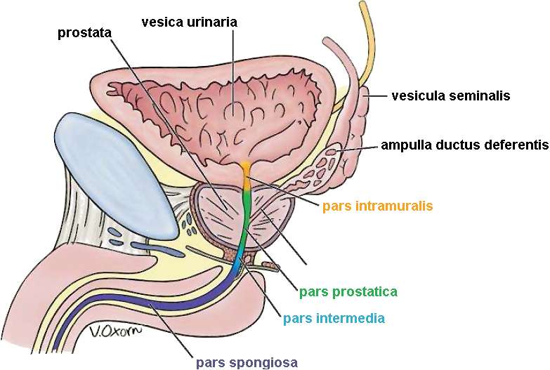 a pénisz szerkezete diagramként
