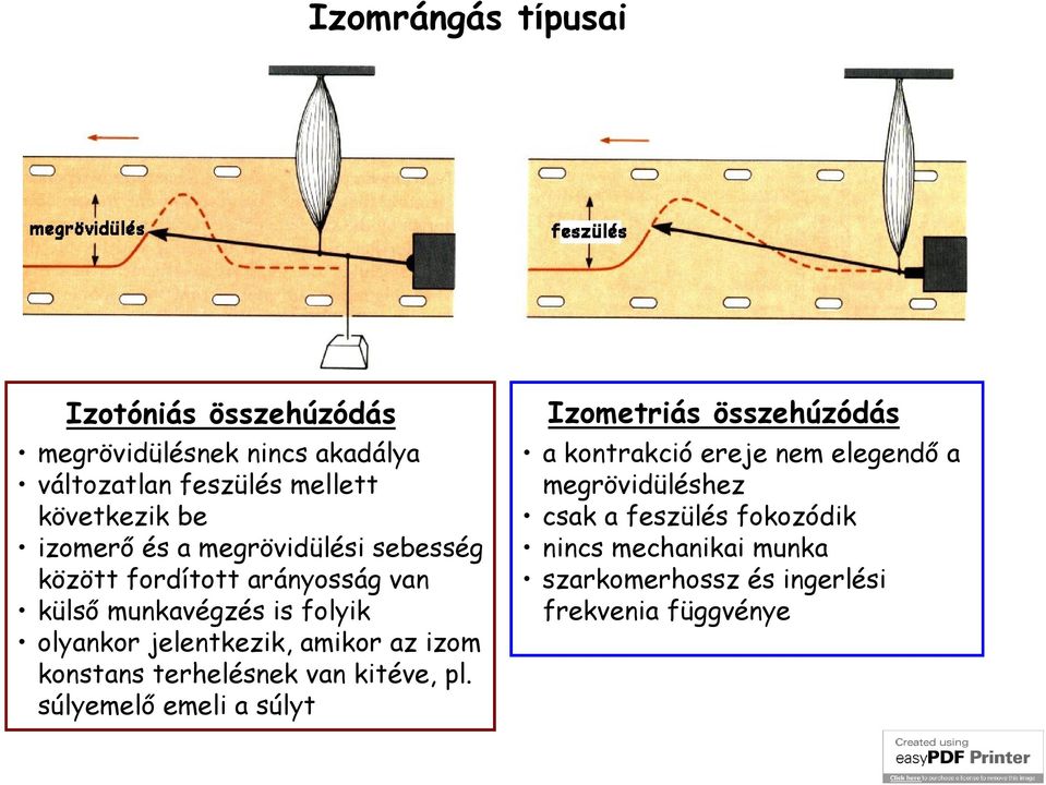 amikor az izom konstans terhelésnek van kitéve, pl.