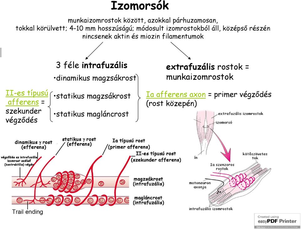 intrafuzális extrafuzális rostok = munkaizomrostok dinamikus magzsákrost II-es típusú afferens =