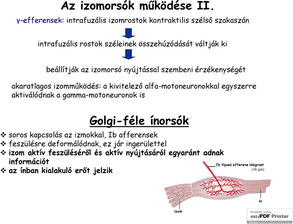 beállítják az izomorsó nyújtással szembeni érzékenységét akaratlagos izomműködés: a kivitelező alfa-motoneuronokkal egyszerre